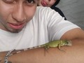 🦎