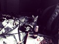 Mikaella, beer, pizza, cigarettes, music, weed, bed…. RELAX!  .  .  .  .  .  .  .  .  .  .  #cat #cats #catsagram #catstagram #instagood #kitten #kitty #kittens #pet #pets #animal #animals #petstagram #petsagram #photooftheday #catsofinstagram #ilovemycat #instagramcats #nature #catoftheday #lovecats #furry #sleeping #lovekittens #adorable #catlover #instacat #420 #weed