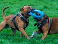 Tug of war is the most fun EVER (if you ask Staffies)