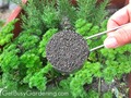 Be careful you don't disrupt herb roots when adding fertilizer. #garden #gardeningtips