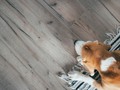4 High-End Floor Options for Dog Owners