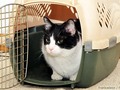 The size of your cat will influence the type of carrier that's best. #movingday #relocating