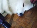 😴😴  #samoiedolovers #samoyedpuppy #samoyedfluffs #samoiedo #samoiedodog #samoiedopuppy #samoiedosmile #samoyed #samoyedfamily🐾🐕 #samoyedfamily #loversdogs #ilovemydog #ilovedogs #lovesamoyed #samoyed💕  #samoyedsofinstagram #dogphoto  #dogphotography #mylove #puppylove  #puppy  #puppydog  #doglover  #cute #life #cutedogs #enjoylife #happydog #happydoglife #samoiedoportugal
