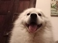👁👅👁 #samoiedolovers #samoyedpuppy #samoyedfluffs #samoiedo #samoiedodog #samoiedopuppy #samoiedosmile #samoyed #samoyedfamily🐾🐕 #samoyedfamily #loversdogs #ilovemydog #ilovedogs #lovesamoyed #samoyed💕  #samoyedsofinstagram #dogphoto  #dogphotography #myshine #mylove #puppylove  #puppy  #puppydog  #doglover  #cute #life #cutedogs #enjoylife #happydog #happydoglife