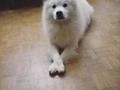 🐾❤️🐾 #samoiedolovers #samoyedpuppy #samoyedfluffs #samoiedo #samoiedodog #samoiedopuppy #samoiedosmile #samoyed #samoyedfamily #loversdogs #ilovemydog #lovesamoyed #samoyed💕  #samoyedsofinstagram #dogphoto  #dogphotography #myshine #mylove #puppylove  #puppy  #puppydog  #doglover  #cutedogs #happydog #happydoglife #samoiedoportugal#samoyedclub #whitedog #samoyedsmile @cutest_samoyeds @samoyedpage @samoyedpictures