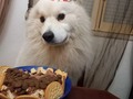 Happy birthday to me🥳🥳. . . . . .  . . .  #samoiedolovers #samoyedpuppy #samoyedfluffs #samoiedo #samoiedodog #samoiedopuppy #samoiedosmile #samoyed #samoyedfamily🐾🐕 #samoyedfamily #loversdogs #ilovemydog #ilovedogs #lovesamoyed #samoyed💕  #samoyedsofinstagram #dogphoto  #dogphotography  #puppylove  #puppy  #puppydog  #doglover  #cute #cutedogs #enjoylife #happydog #samoiedoportugal#samoyedclub #samoyedsmile #puppys @cutest_samoyeds @samoyedpage @samoyedpictures