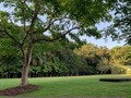 ¿Reconoces esta imagen a simple vista? ¡Este lugar es hermoso! ¿verdad? ​Lo tenemos en la ciudad, es el Parque Metropolitano @pnmpanama ​. ​Este domingo habrán diferentes actividades, entre ellas, estaremos hablando de la #Copamenstrual . Para las que nos visiten, tendremos una sorpresa, la cual anunciaremos el viernes en la noche ¡pendientes! ​. ​#Amapolapanama #parquemetropolitano