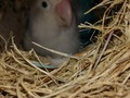 🐦🐣