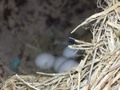 🐦🐣
