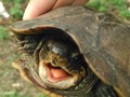 Hermosa 🐢lo mejor de todo es que esta donde debe estar 🌿 🍃 😊