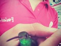 🍃🐦🙊