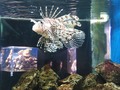 😊🐠