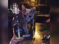 Si nosotros podemos pues el tambien 😂😂 😻😺🍻🍺