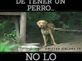 Solo vas a crear un perro nervioso, agresivo, y con muchos problemas. Si no puedes con el, no lo tengas. Amevet 🐕🐈