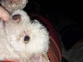 Hermoso Cachorrito MalteePoo (Maltes con Poodle ) de 2 meses desparasitado especial para niños es muy juguetón parece un peluchito. $360. / 69056251 /65 #perrito🐶 #cachorritofelizrd #niñosguapos .#507pty #panamá #ciudad #comunidadeshalom. .#cachorros #perrito #perrita #perritoslindos #cachorritosbonitos #panamà #ptydogs #ptyventas #507pty🇵🇦, #regala #regalar #navidad🎄 #20180101