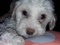 Hermoso Cachorrito MalteePoo (Maltes con Poodle ) de 2 meses desparasitado especial para niños es muy juguetón parece un peluchito. $360. / 69056251 /65 #perrito🐶 #cachorritofelizrd #niñosguapos .#507pty #panamá #ciudad #comunidadeshalom. .#cachorros #perrito #perrita #perritoslindos #cachorritosbonitos #panamà #ptydogs #ptyventas #507pty🇵🇦, #regala #regalar #navidad🎄 #20180101