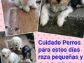 Cuidado Perros raza pequeñas. No agresivos y sanos.$15x día. Taer su comida, camita y juguete si lo tienen Cupos limitados 507 69056251. Estamos ubicados en urbanización Miraflores cerca de la Usma y la latina en la Tumba Muerto #pty507 #ciudaddepanama #perrosfelices #cuidoperros #pty🇵🇦 #panamapty #panama🇵🇦 #cuidoatuperro