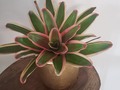 𝘽𝙍𝙊𝙈𝙀𝙇𝙄𝘼🌿🌸🌿🌸🌿🌸🌿🌸🌿 📱300 7645275  #amoreplantitas #plantasdecasa #jardin #Barranquilla #ciudadjardín #flores  #viveros #decoración #plantasdeinterior #naturaleza #garden #amigadasplantinhas #plantaterapia #soagradecer #meujardin #planteira #plantasdentrodecasa #sol #planteira #flower #color #plantascolombia