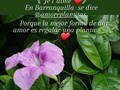 ❤🍃🌿❤🍃🌿❤🍃🌿❤🍃🌿❤ 📱300 7645275  #amoreplantitas #plantasdecasa #jardin #Barranquilla #ciudadjardín #flores  #viveros #decoración #plantasdeinterior #naturaleza #garden #amigadasplantinhas #plantaterapia #soagradecer #meujardin #planteira #plantasdentrodecasa #sol #planteira #flower #color #plantascolombia
