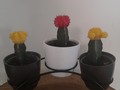 𝘾 𝘼 𝘾 𝙏 𝙐 𝙎 📱3007645275 #plantas #viveros #plantasnaturales #jardineria  #viverosenbarranquilla  #cactus