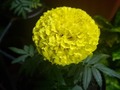 📱3007645275 #plantas #viveros #plantasnaturales #jardineria  #viverosenbarranquilla  #marigold