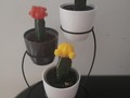 📱3007645275 #plantas #viveros #plantasnaturales #jardineria  #viverosenbarranquilla  #cactus