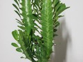 𝘾 𝘼 𝘾 𝙏 𝙐 𝙎❤🌵❤🌵❤🌵❤🌵❤🌵 🌵❤ 📱3007645275 #plantas #viveros #plantasnaturales #jardineria  #viverosenbarranquilla  #cactuscandelabro #cactus #cactuslover