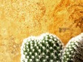 📱3007645275 #plantas #viveros #plantasnaturales #jardineria  #viverosenbarranquilla   #catus