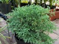 Pino Plumoso🌿 📱3007645275 #plantas #viveros #plantasnaturales #jardineria  #viverosenbarranquilla  #plantasdeflor #quierounaplanta  #amomijardin