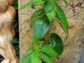 Aguacate🌿 Si la tarea del niño, es llevar una planta llámame 📱3007645275 #plantas #viveros #plantasnaturales #jardineria  #viverosenbarranquilla  #plantasdeflor #quierounaplanta  #amomijardin