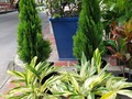 📱3007645275 #plantas #viveros #suculentas  #jardineria  #viverosenbarranquilla  #plantaspararegalar #quierounaplanta  #amomijardin   #misuculenta #terapiadeplantas #plantasdeinterior  #amasdecasax100pre #materas #abonos