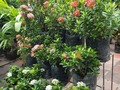Ixoras o corales enanos, hermosa planta de exterior.  📱3007645275 #plantas #viveros #suculentas  #jardineria  #viverosenbarranquilla  #plantaspararegalar #quierounaplanta  #amomijardin   #misuculenta #terapiadeplantas #plantasdeinterior  #amasdecasax100pre #materas #abonos