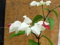 Corazón herido, hermosa flor ! Planta de exterior  📱3007645275 #plantas #viveros #suculentas  #jardineria  #viverosenbarranquilla  #plantaspararegalar #quierounaplanta  #amomijardin   #misuculenta #terapiadeplantas #plantasdeinterior  #amasdecasax100pre #materas #abonos