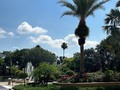 Most of the palm trees in Florida are not indigenous to the area.