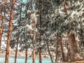 THE WOODS🌲