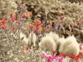 flower bed regent park - selective colors