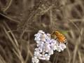 selective bee on flowers