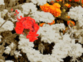 red and orange flowers on sepia