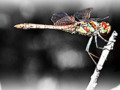 selective colors of a dragonfly