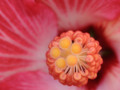 Hibiscus Macro