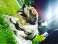💓🐕