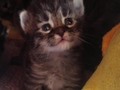 My Baby #babycat #ilovecats #cats