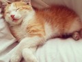 #LoveAnimals #Cat #Yustifor #LeMondeau #TheBest #TimeToSleep #AdoptaNoCompres