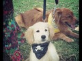 La gorda pirata #Dog #puppy #pirate #halloween