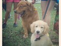 Gorda pirata junto a miller, ambos ganadores en el encuentro de los #golden #retriever como el+grande y la+chica #puppy #dog