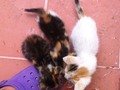 By @tapasxpatasbqto "Necesitamos urgente hogar temporal o definitivo para estos tres gatitos la chica q los agarro no puede tenerlos. Alguien les brinda un hogar?" via @PhotoRepost_app