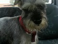 Vía @tapasxpatas_bqto Hola me acabo de encontrar este perrito cerca del sambil en barquisimeto. Es un machito schnauzer sal y pimienta. Tiene collar rojo sin identificación. ‪0 424‑5714036  @schnauzerenlara @miamigoperdido @peludosalrescate ‬
