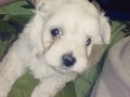 Aquí con esta perrita en la cama 👿❤🐶#Elsa