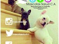 Afiliate a @mascotassalud y ASEGURA salud para tu peludo en más de 6 centros veterinarios de la ciudad. Mascotas Salud ya en #Barquisimeto pregunta por sus planes y servicios también al 04245924990
