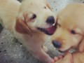 Vengan esos Awww @hefzihance encantadora de #mascotas @mascotassalud